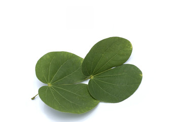 leaves in the white background.