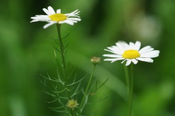 Obraz premium daisy flowers in summer day closeup photo