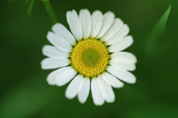 Fototapeta premium daisy flower from above closeup photo