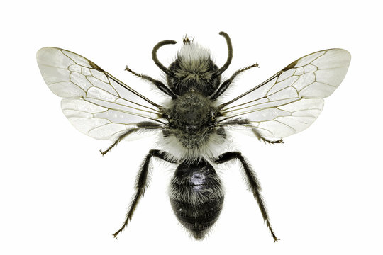 Grey Mining Bee on white Background  -  Andrena cineraria (Linnaeus, 1758)