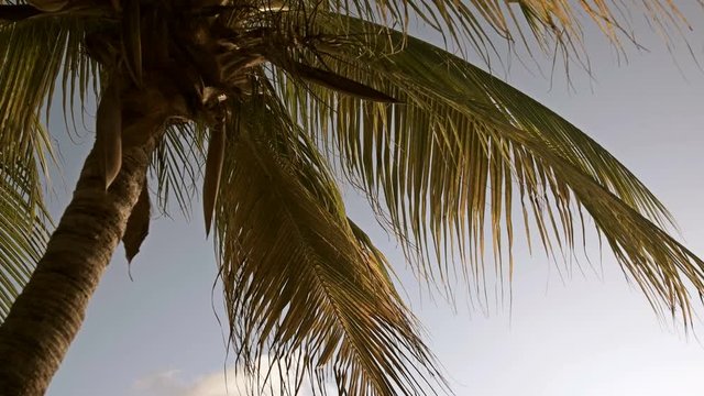 4K video of a palm tree set against a blue sky on a calm day. 