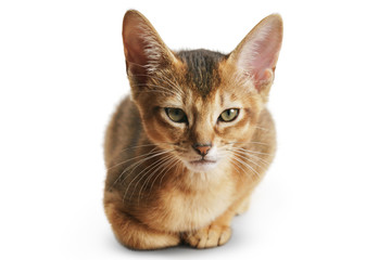 wild color abyssinian kitten 3 month sitting on white background looking to camera