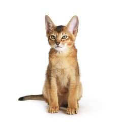 wild color abyssinian kitten 3 month sitting on white background looking to camera