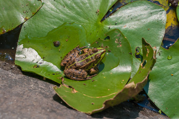 The frog is sitting on a leaf