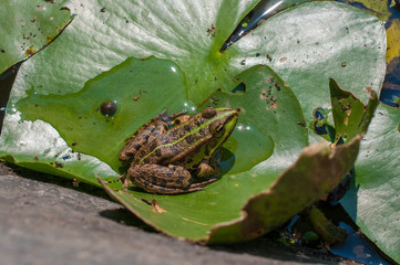 The frog is sitting on a leaf