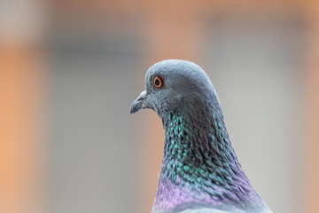 Rock Pigeon