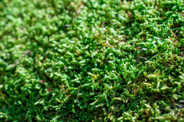 Green moss on the rock 