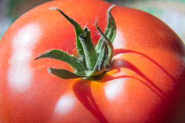 Tomato macro