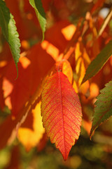 Feuillages d'automne