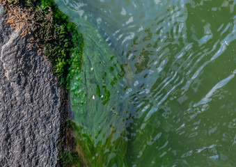 Water flows around a stone overgrown with algae 