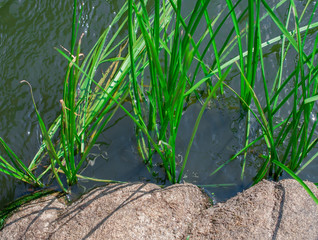 
Green plants in the river water 
