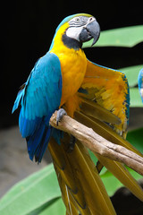 Naklejka premium Blue-and-yellow macaw (Ara ararauna), Macaw parrot