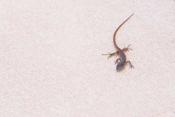 Young long-tail psammodromus lizard, Andalucia, Spain. From above on white, cream stone tle, with copy space.