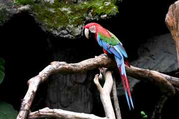 Green-wing macaw (Ara ararauna), Macaw parrot