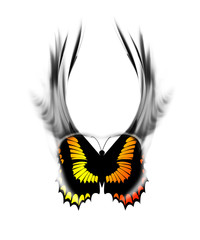 schmetterlingsflügel