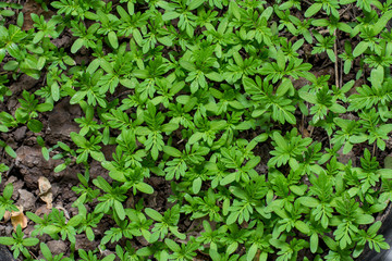 Young plants growing