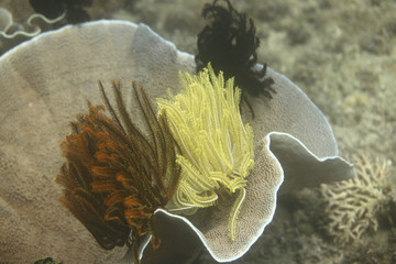 underwater  colors - yellow, black and orange feather star on the reef