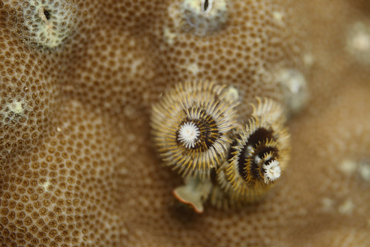 underwater  colors - yellow and black chritmas tree worm  on the reef
