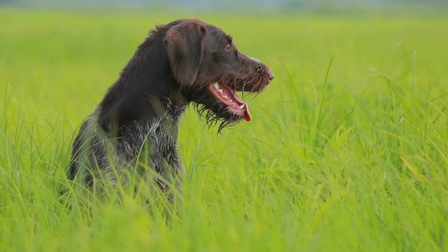 Hunting dog drathaar kurtshaar