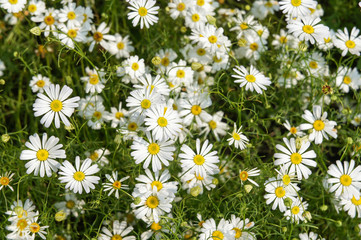 camomile flowers field