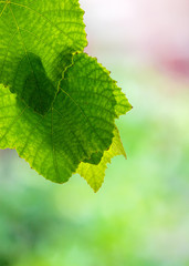 feuilles de vigne sur fond de vignoble 