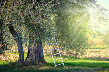 harvest time  landscape of Olive trees plantation