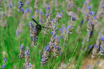 Lavender blooms and a bee