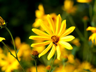 yellow flower closeup with raindrops and a bee on it