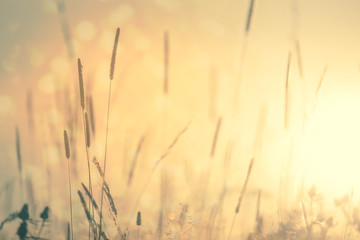 Meadow Floral nature vintage background
