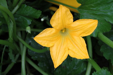 zucchini flower bush species of Cucurbita pepo with oblong edible fruits
