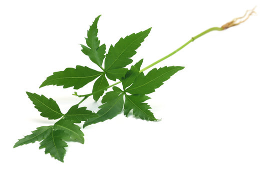 Tender medicinal neem plant
