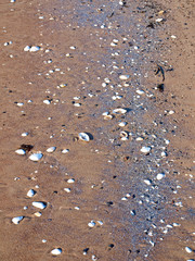 Shells on sand beach crushed in silver color powder     