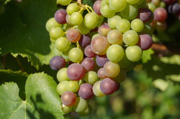 Frische Weintrauben im Sommer Deutschland