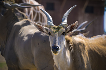 Antilope Romagnola
