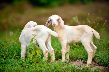 Obraz premium goat