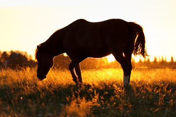 Silhouette of a horse on a pasture in rim light