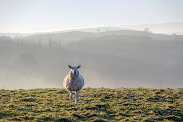 Naklejka premium sheep in brecon beacons