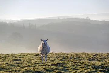 Poster de jardin Moutons sheep in brecon beacons
