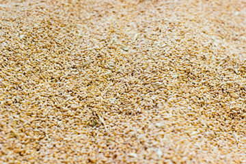 ripe wheat grain