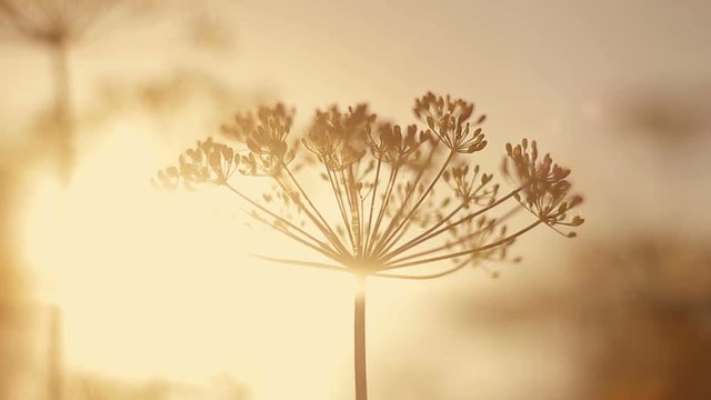 Umbrella dill sway in the wind at sunset