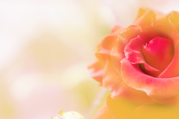 Fototapeta premium beautiful delicate red rose