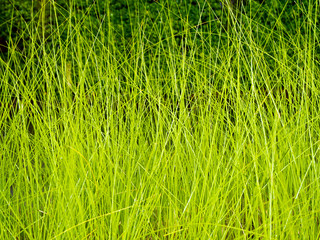 Lighting on Grass blade in wind at night