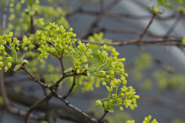 Maple branch with green inflorescence closeup