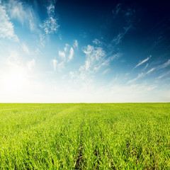 Obraz premium green field and deep blue sunset with clouds