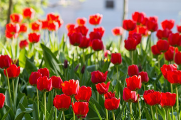 Spring flower bed in the park with red tulips