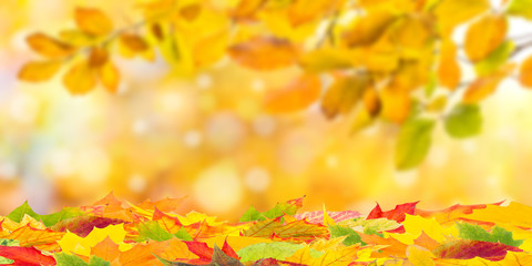 Naklejka na ściany i meble Fall Background with Foliage