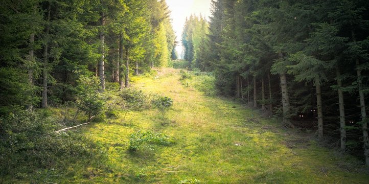 Mystischer Geisterwald