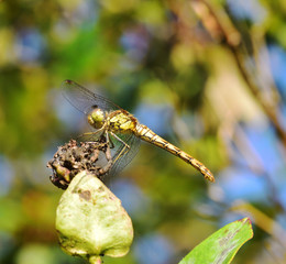 Common Darter Dragonfly