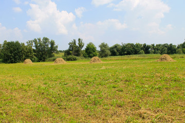 Haystacks on the meadow