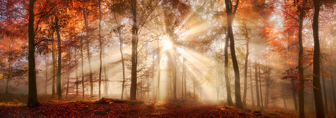 Fototapety  Wyjątkowy nastrój świetlny w mglistym lesie jesienią, format panoramiczny